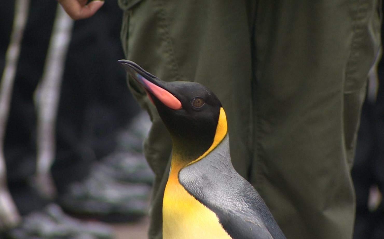 Пингвин - Важная птица