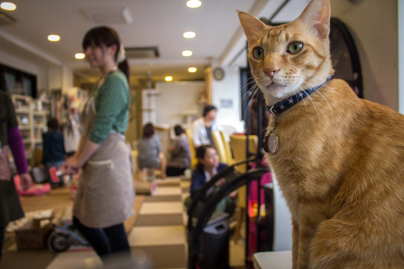 Включи кота называется. Кошачье кафе - "Cat Cafe" в Японии. Кошачье кафе в Токио. Котокафе в Токио. Кошачьи кафе в Японии.