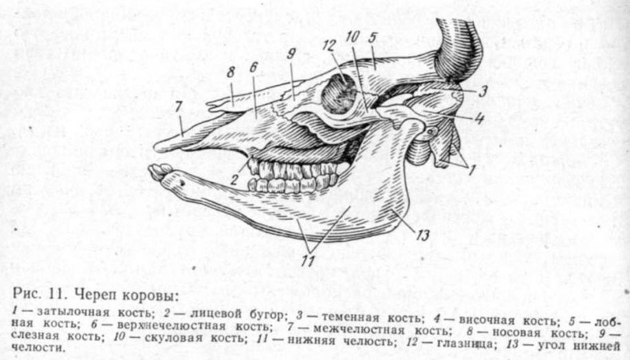 Зубы коровы рисунок